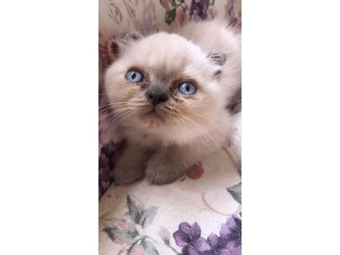 3 haftalık british shorthair blue point yavruları
