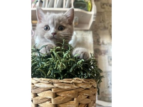 Safkan fawn british shorthair erkek