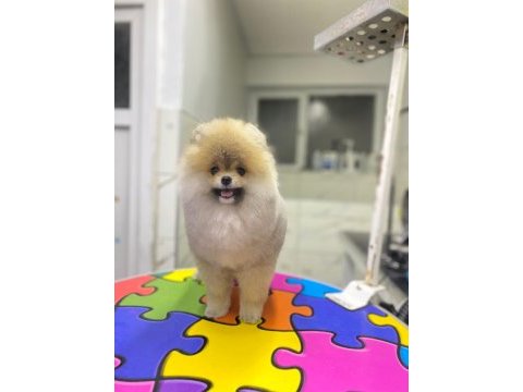 Pomeranian boo üst kalite erkek