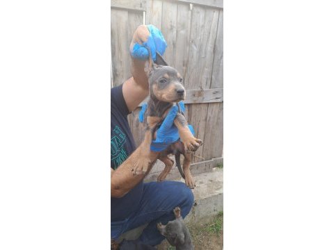 Orjinal blue ve europe doberman