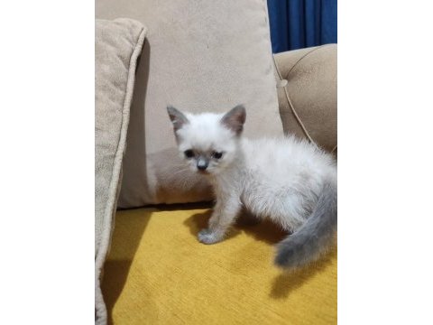 British short hair minikler