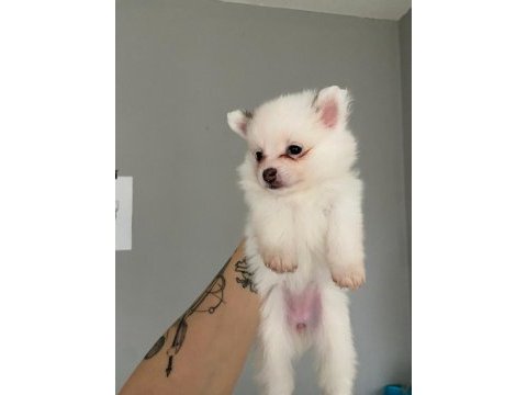 Pomeranian yavrular