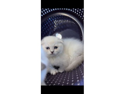 Scottish fold kedimiz