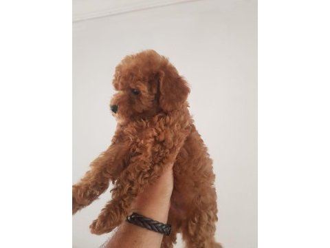 23 haziran doğumlu poodle bebekler