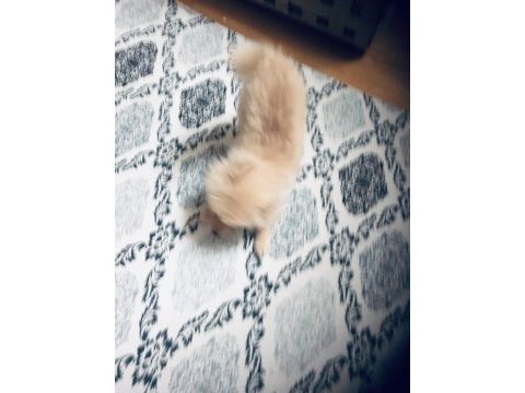 9 aylık erkek yavru pomeranian ilk aşı yapıldı
