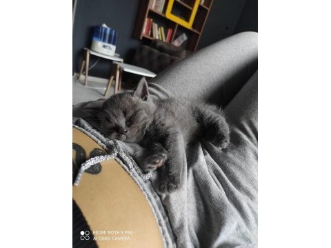 Aşırı oyuncu british shorthair
