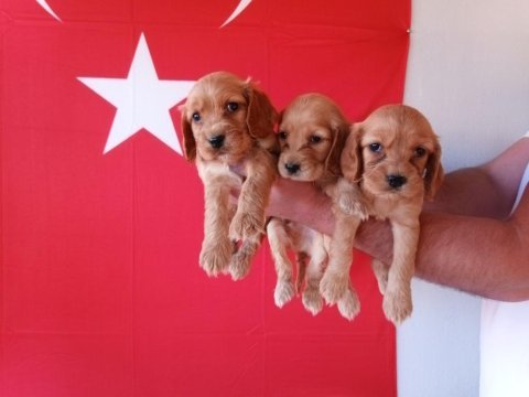 Sevimli ve oyuncu cocker yavruları