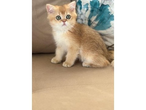 British shorthair erkek yavru teslime hazır