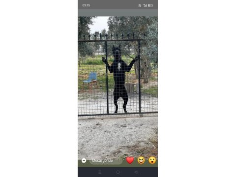 Dişi cane corso