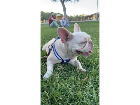 Lilac tan platinyum french bulldog dişimiz