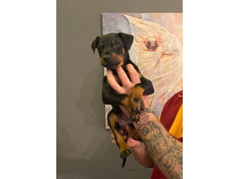 Doberman yavrular dişi ve erkek