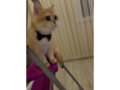 4 yaşında dişi kedimiz kısırlaştırılmamış