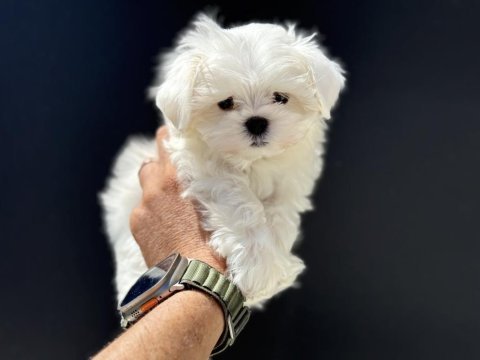 Petmode köpek çiftliğinden tea cup kore maltese