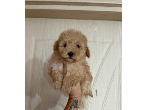 Herkes poodle sahibi olsun diye
