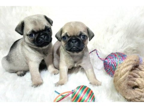 Irk ve sağlık garantili pug