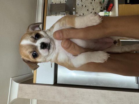 Chihuahua yavrularım