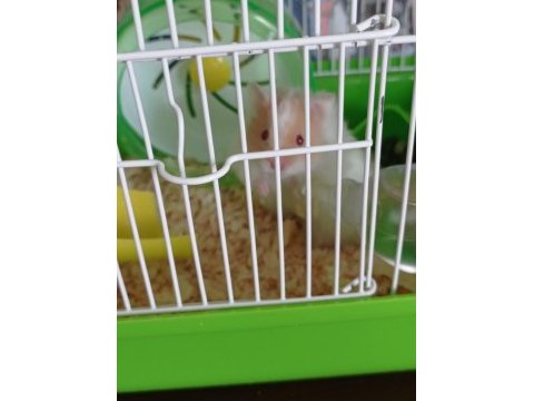 Hamster sahiplendirilecek eşyalariyla birlikte