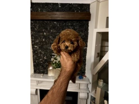 Orjinal toy poodle
