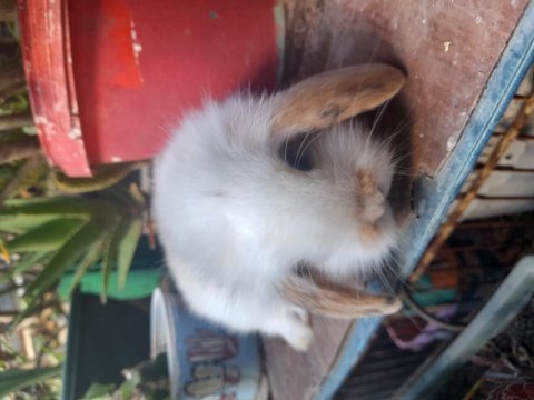 Çok sevimli yavru tavşan