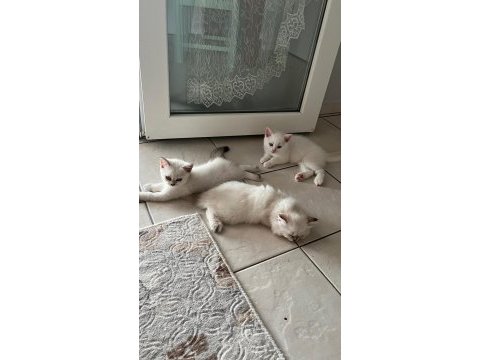British longhair 2.5 aylık 2 dişi 2 erkek