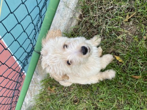 4 aylık maltıpoo