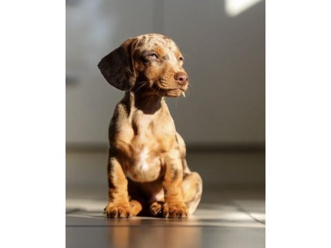 Nadir güzellikte merle dachshund (sosis köpek) yavrumuz