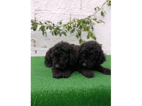 Siyah poodle yavrularımız