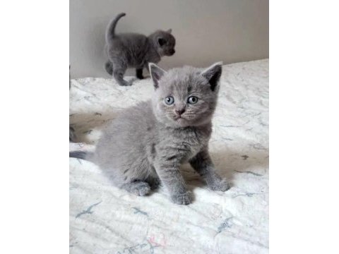 Irk ve sağlık garantili british shorthair
