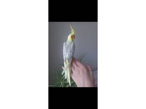 Full evcil ısırmaz sultan papağanı yavrusu