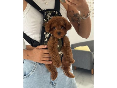 Toy poodle köpeği