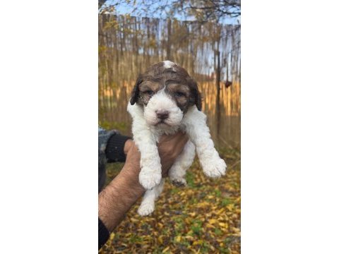 Maltipoo bebekler (baba siyah beyaz poodle, anne maltese)