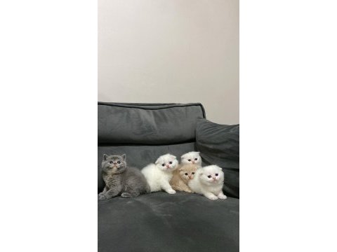 Scottish ve british yavrular