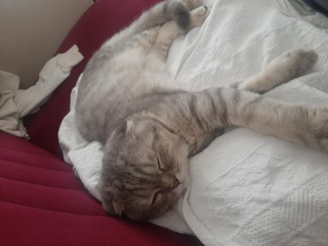 7 aylık scottish fold erkek