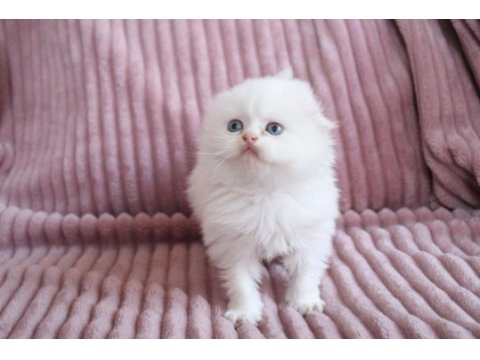 Muhteşem scottish fold longhair