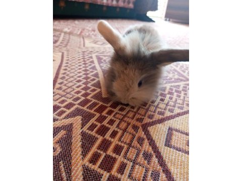 Hollanda lop tavşanlar