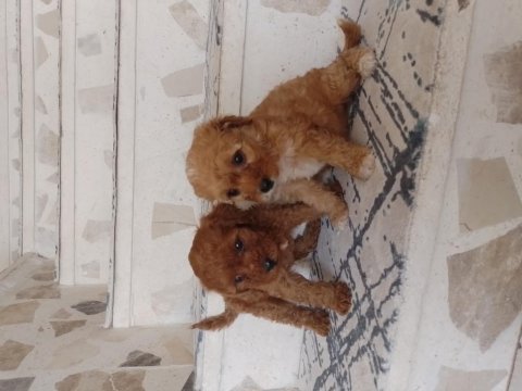 Maltipoo yavru