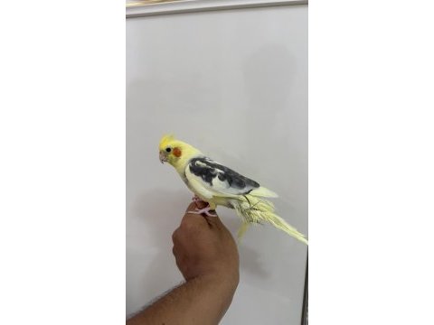 Sultan papağanı sahiplendirilecek