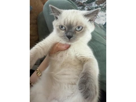 British colorpoint shorthair