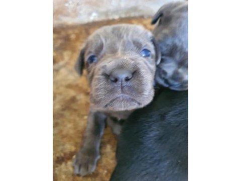Blue cane corso yavrularımız