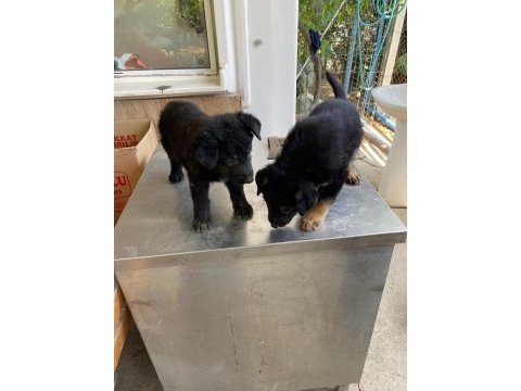 Alman kurdu yavru köpekler