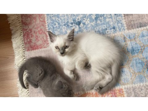 British blue point british bebekler