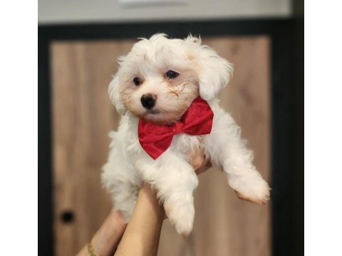 Safkan maltese yavrularımız yeni yuvalarını arıyor
