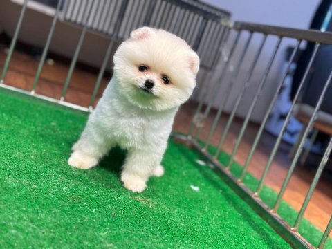 Pomeranian boo erkek 2.5 aylık