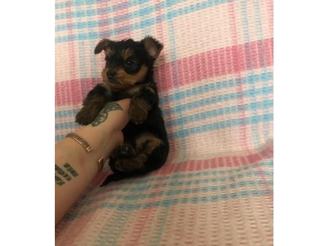 18 ekim doğumlu teacup yorkshire terrier