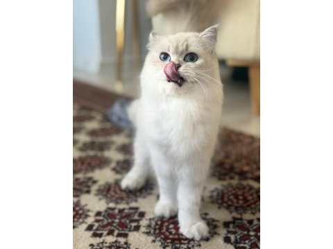 British longhair kedisi
