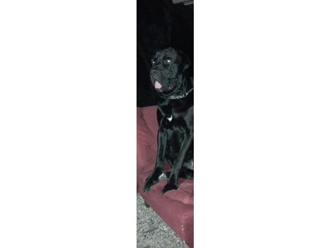 Mükemmel genetik 2.5 aylık cane corso