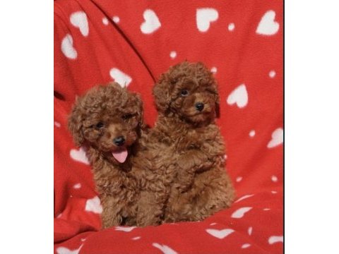 Toy poodle ırkının en güzeli mükemmel yavrular