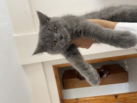 3 aylık safkan british shorthair yavrular aydın-didim