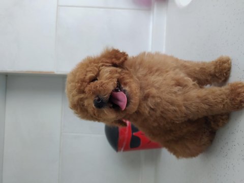 Oyuncak kaniş toy poodle
