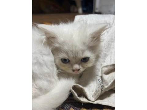 2 aylık olmak üzere dişi ve erkek karışım kediler